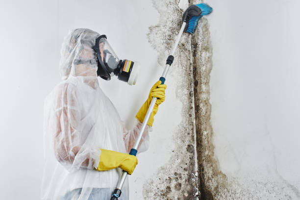 Why You Should Choose Our Mold Remediation Services in Evansburg, PA